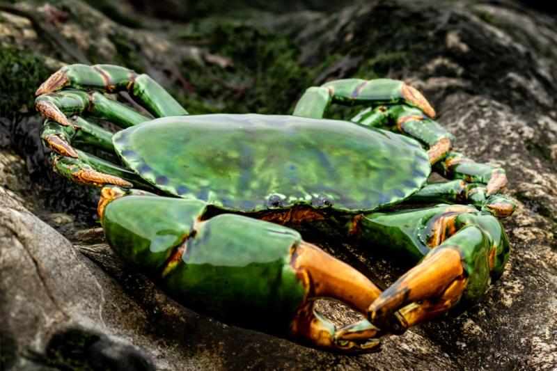 crab green